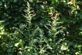 Artemisia lactiflora bestellen